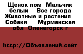 Щенок пом. Мальчик белый  - Все города Животные и растения » Собаки   . Мурманская обл.,Оленегорск г.